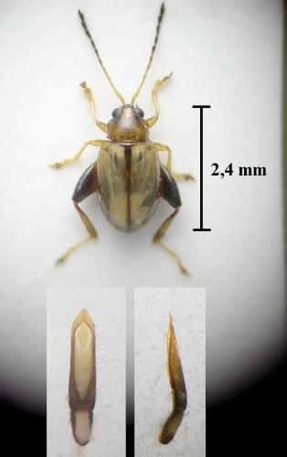 Longitarsus melanocephalus